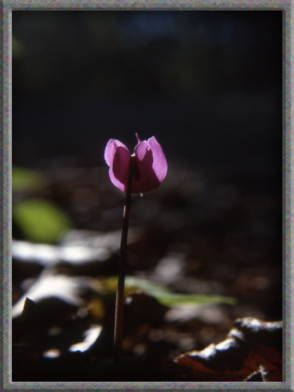 Il colore viola